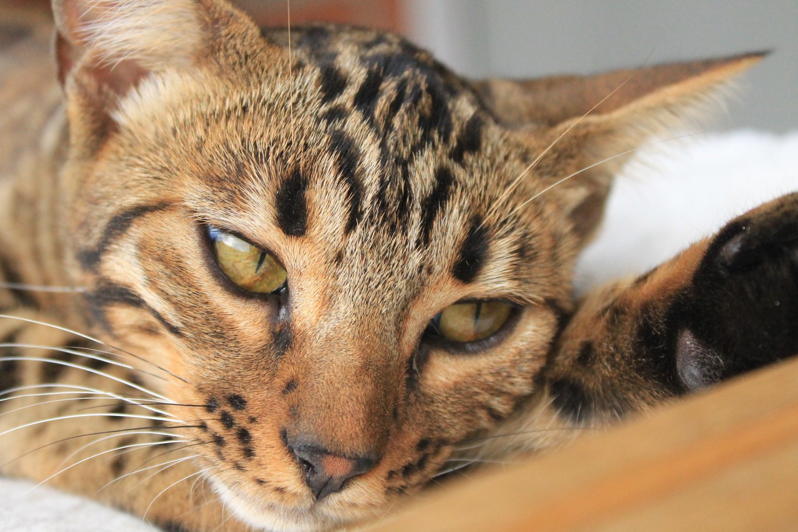 Bengalí Athenea