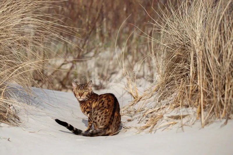 Gato bengalí explorando
