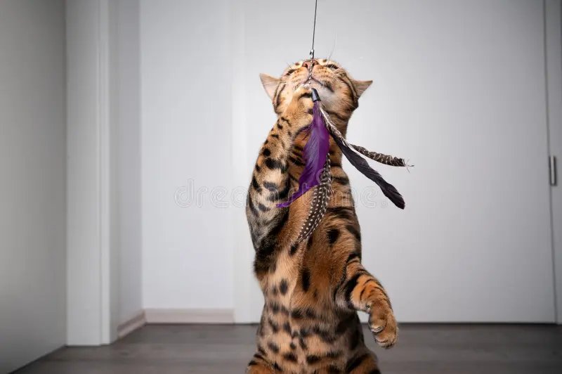 Gato jugando
