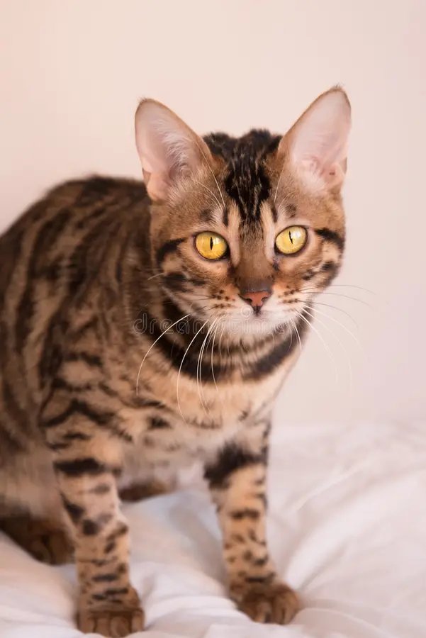 Gato bengalí mirando