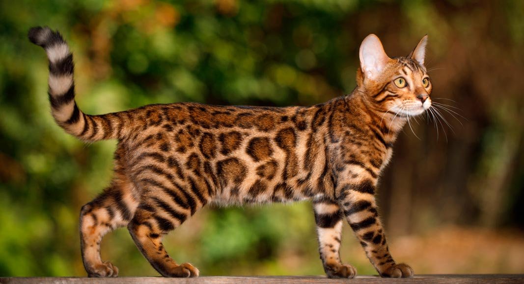 Gato bengalí moderno
