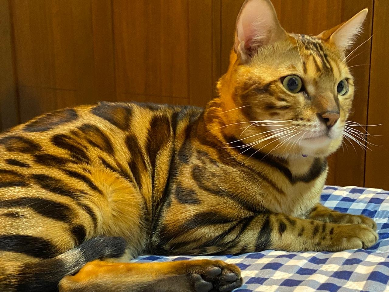 Bengalí Napoleón