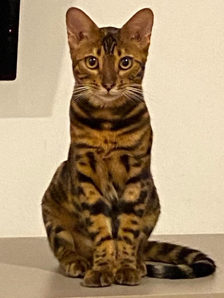 Bengalí Oliver