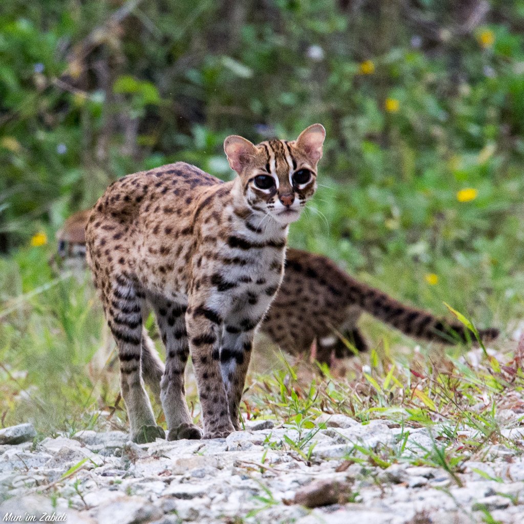 Gato bengalí antiguo