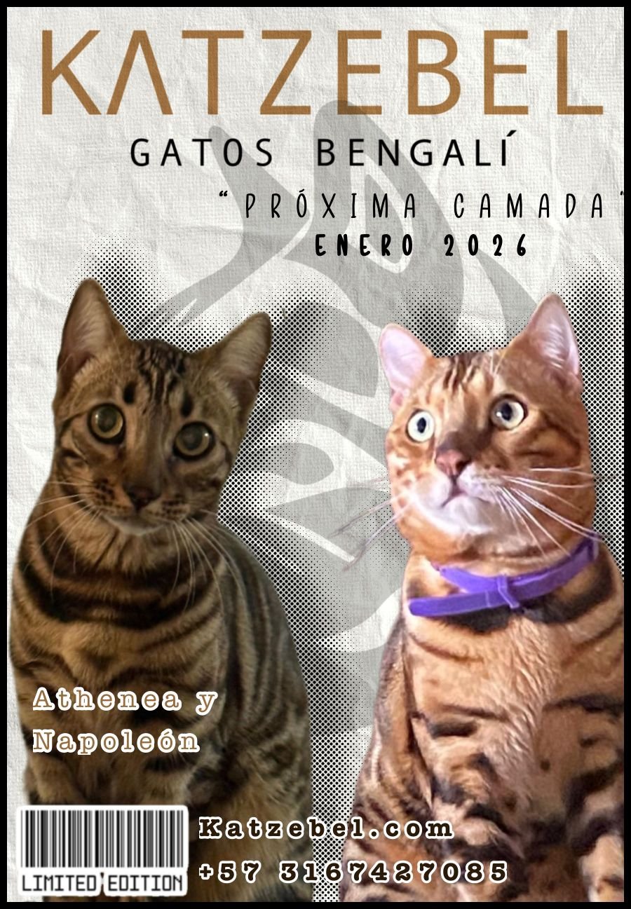 Gatito Bengalí