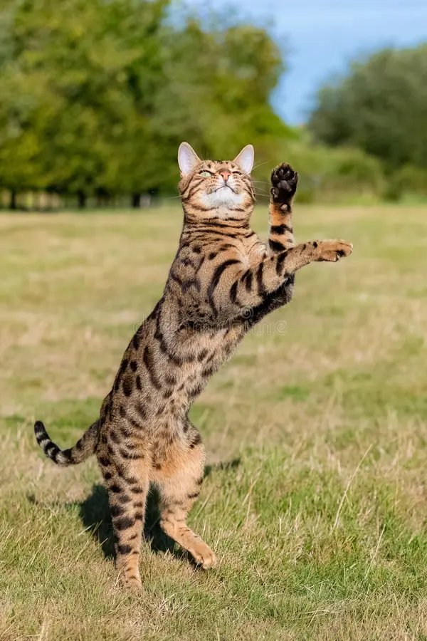 Gato bengalí saltando